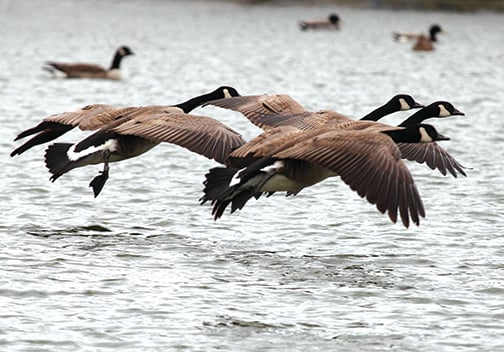 Pennsylvania proposes reduced bag limit on migratory Canada goose – Outdoor News