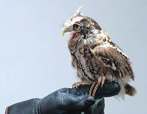 Pennsylvania’s Hawk Mountain Sanctuary offers an educational experience for youth, photographers alike – Outdoor News