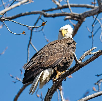 Public help needed in Ohio’s bald eagle nest count – Outdoor News