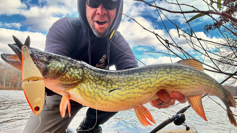 Quick Strike Podcast: Early Spring Tricks for Giant Chain Pickerel