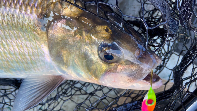 Quick Strike Podcast: How to Catch American Shad from Shore