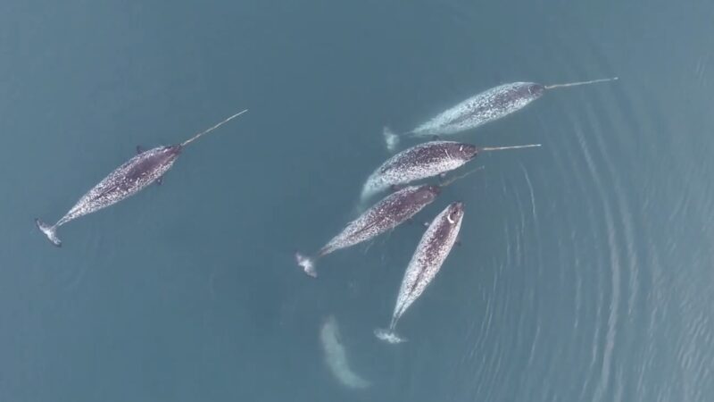 Rare Footage Reveals How Narwhals Use Their ‘Unicorn Horns’