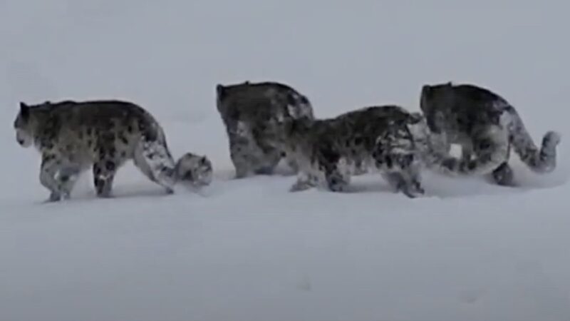 Rare Sighting: Gamekeeper Spots FOUR Elusive Snow Leopards