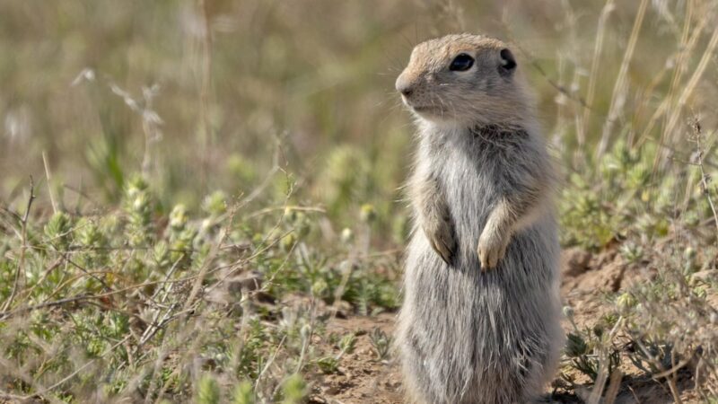 Researchers Identified a New Mammal in Idaho—Here’s What It Is