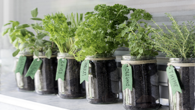 RV-Friendly Herb Garden: Fresh Flavors Wherever You Roam | I Heart RVing