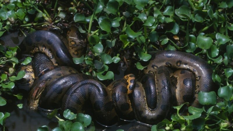 Scientists Find New, Massive Anaconda While Filming TV Show