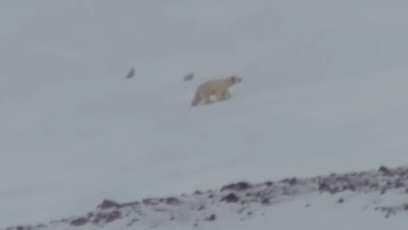 Scientists Publish New Study on Polar Bear Denning Behavior