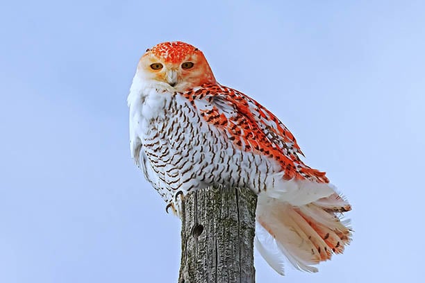 Snowy owl with orange coloring seen multiple times in Michigan’s Huron County – Outdoor News