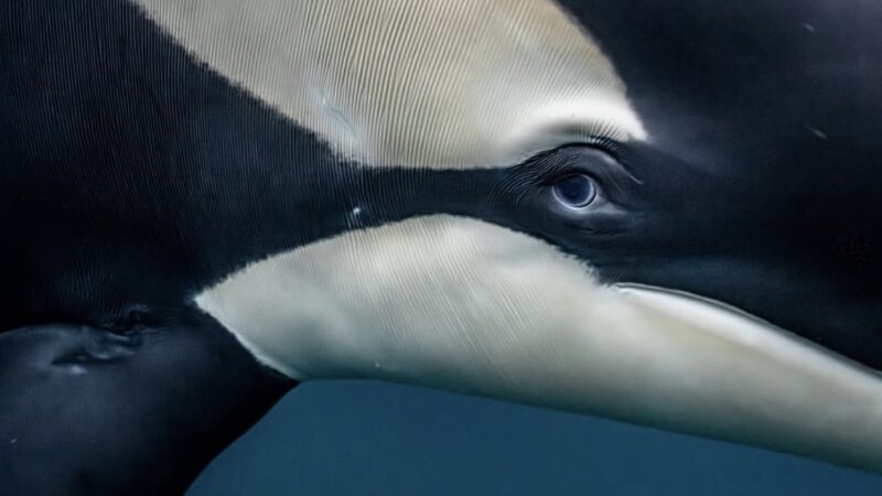 Spectacular Photos Show Insane Close-ups of Killer Whales