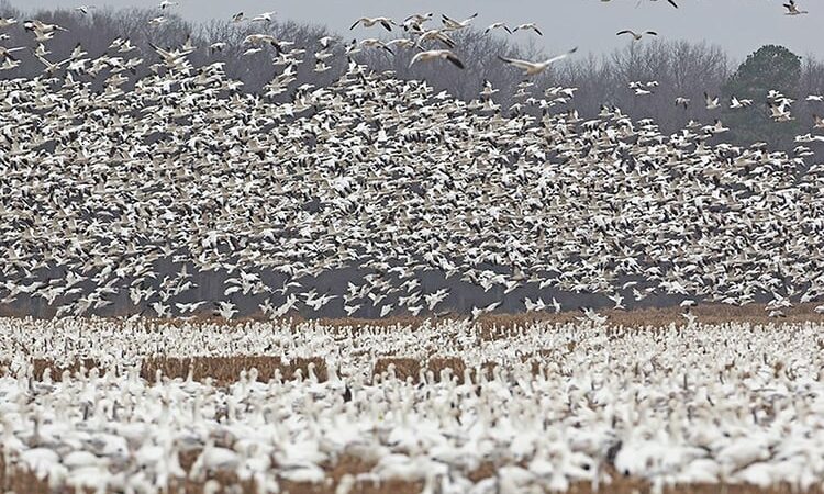 Spring snow goose migration moves quickly as birds reach the Dakotas – Outdoor News