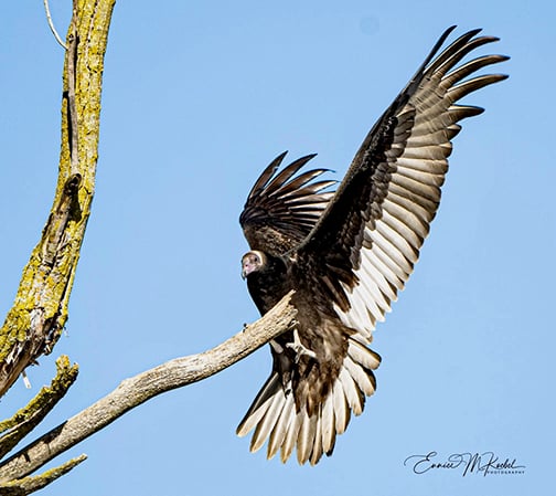 Steve Pollick: Ohioans mark buzzards ‘return’ as a sign of spring, but what if they never left? – Outdoor News