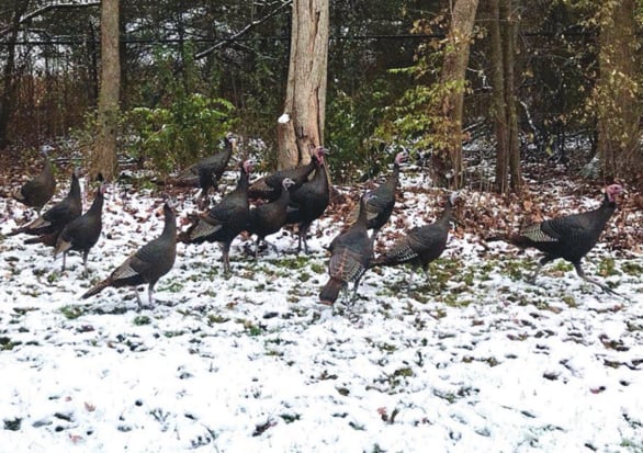 Steve Sarley: Missing turkeys return to Wheaton, Ill. – Outdoor News