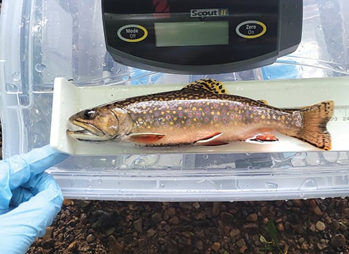 Study shows brook trout may be able to adapt to heatwaves – Outdoor News