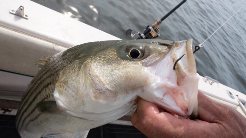 Supreme Court Upholds Tighter Fishing Regs for Striped Bass, Rejecting Pleas from Charter Captains