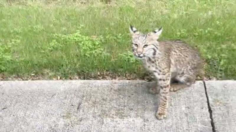 Texas Cyclist Rides Between Two Bobcats on Bike Path (Video)