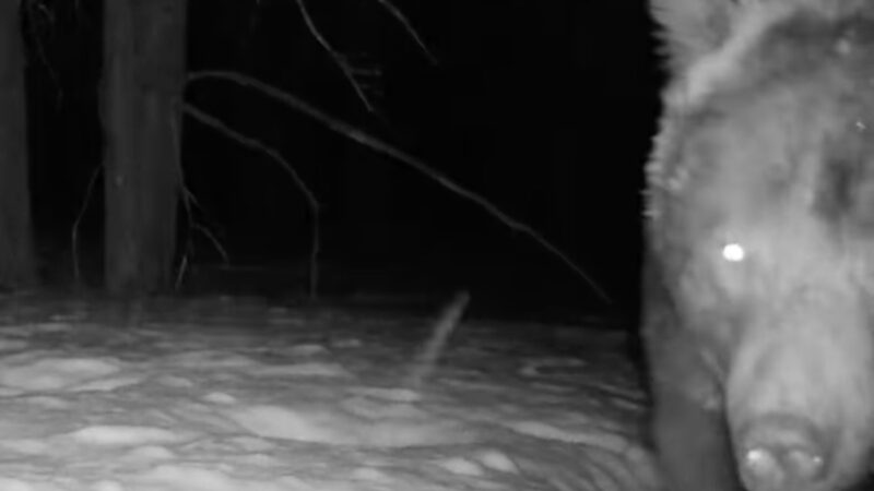 The Bears Are Back: ‘First Grizzly of the Year’ Spotted on Trail Cam