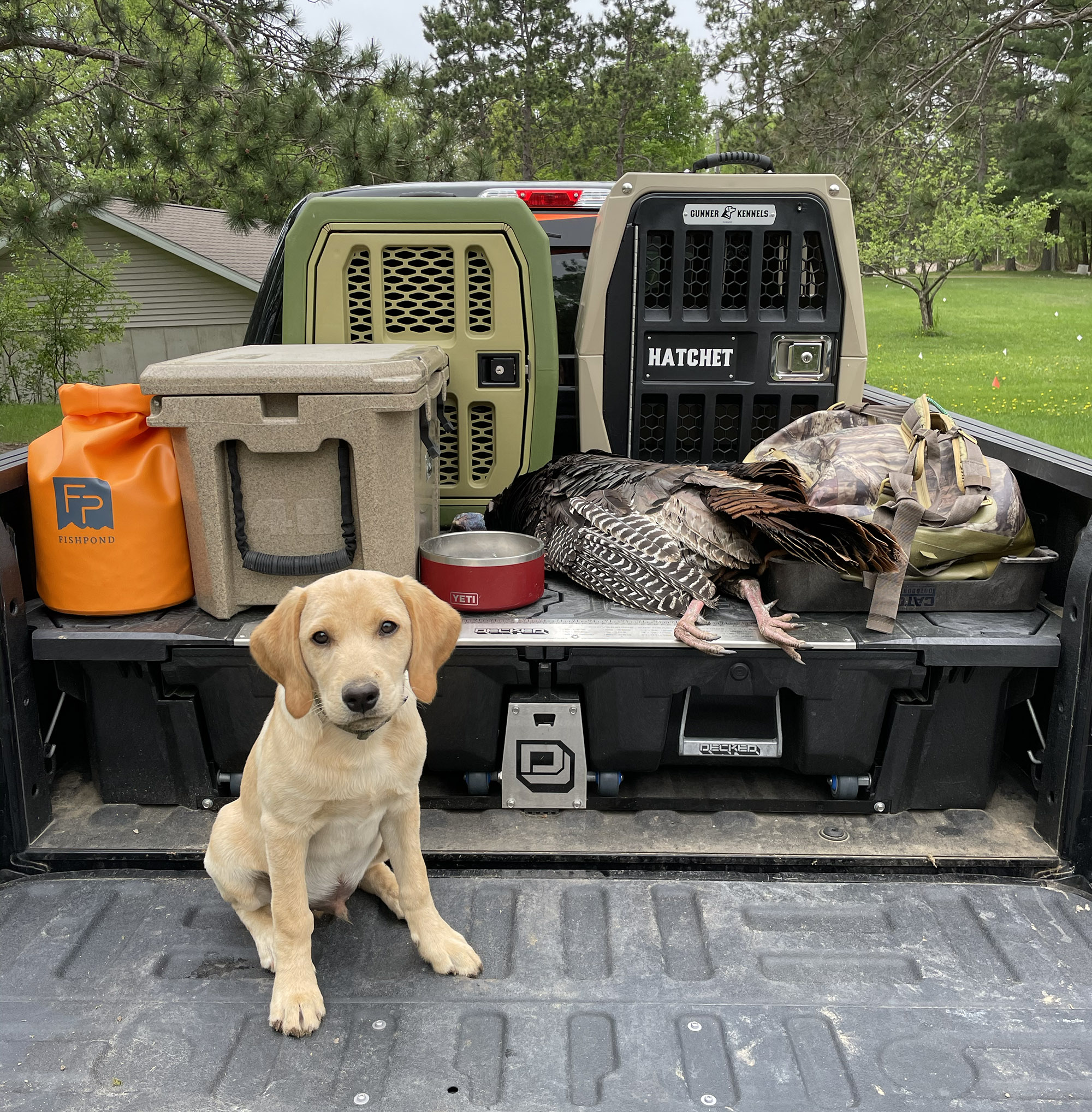 A yellow lab puppy sits on a tailgate.