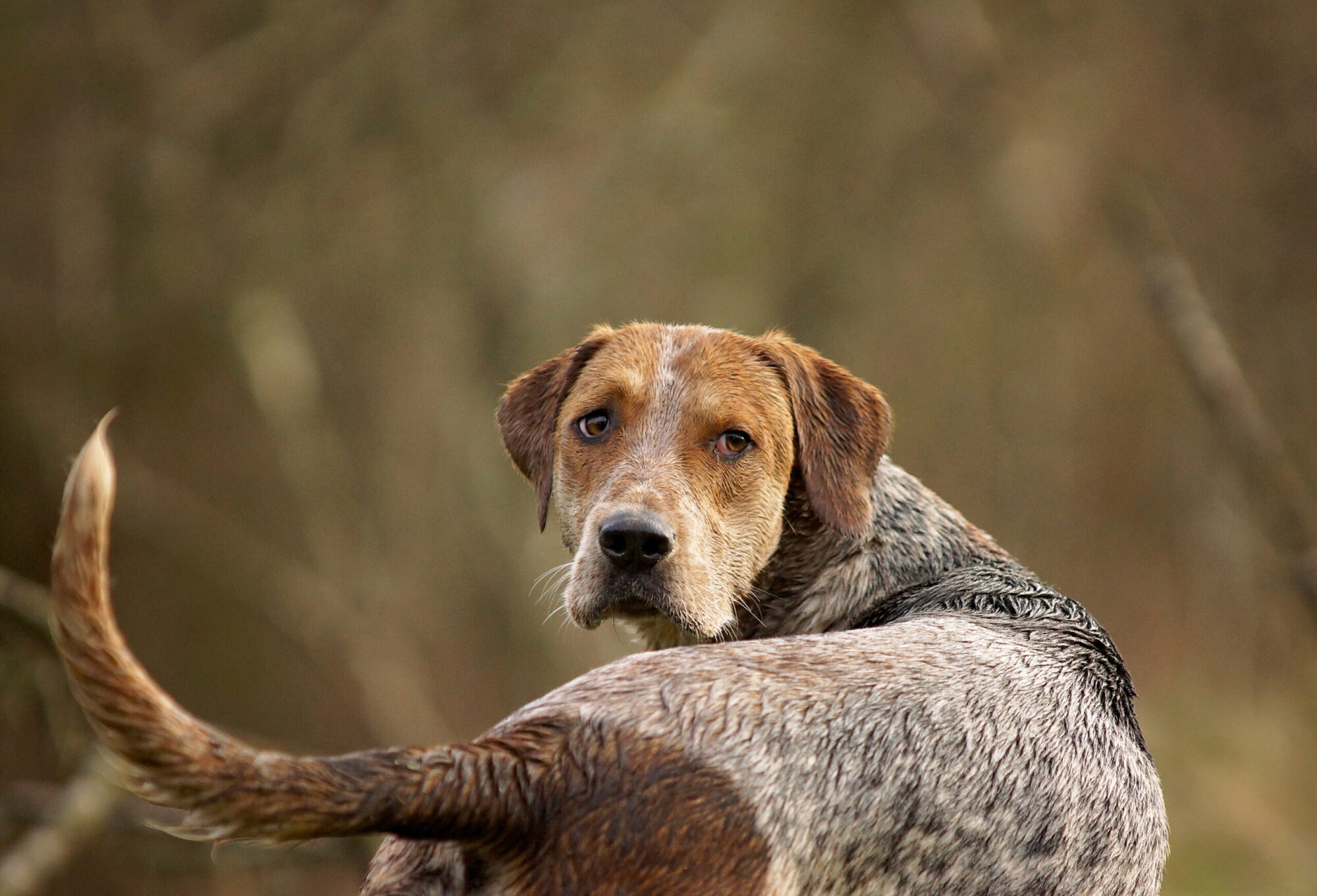 hunting dog