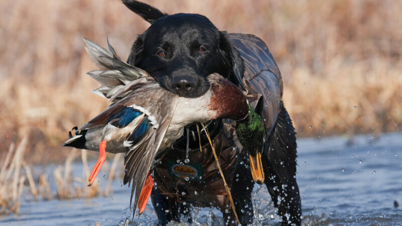 The Best Hunting Dog Names