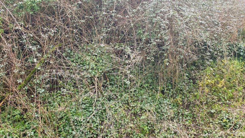 The Lynx in This Photo Is So Hard to Spot. Can You Find It?