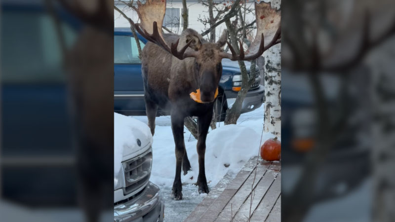 ‘The Most Alaskan Way to Be Late’—A Moose in the Driveway