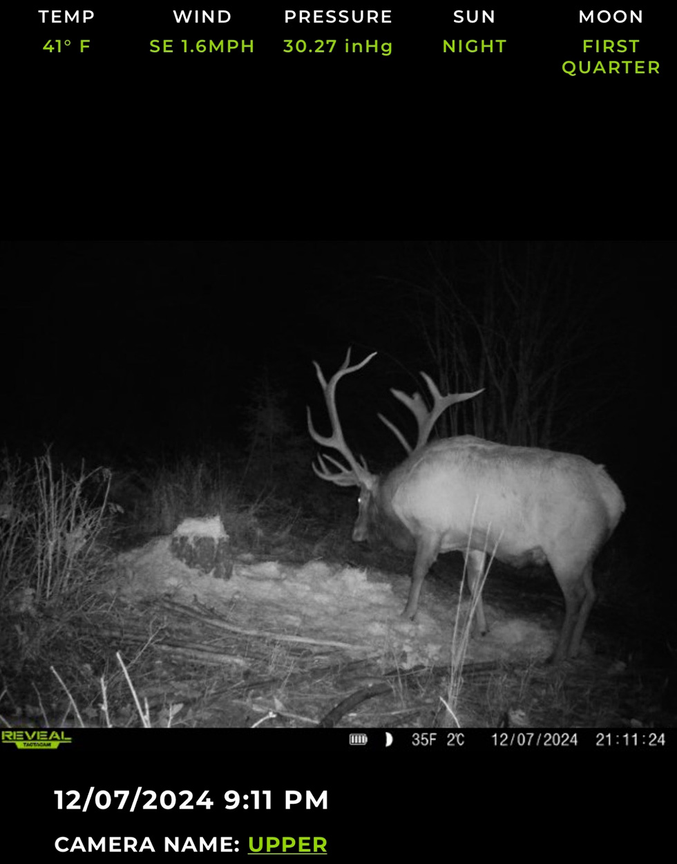 A giant Washington bull caught on a trail camera.