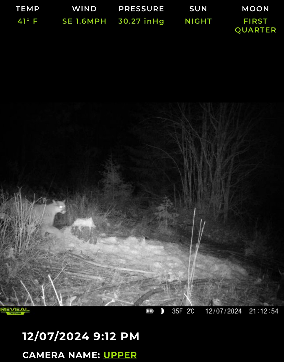 A Washington mountain lion caught on a trail camera.