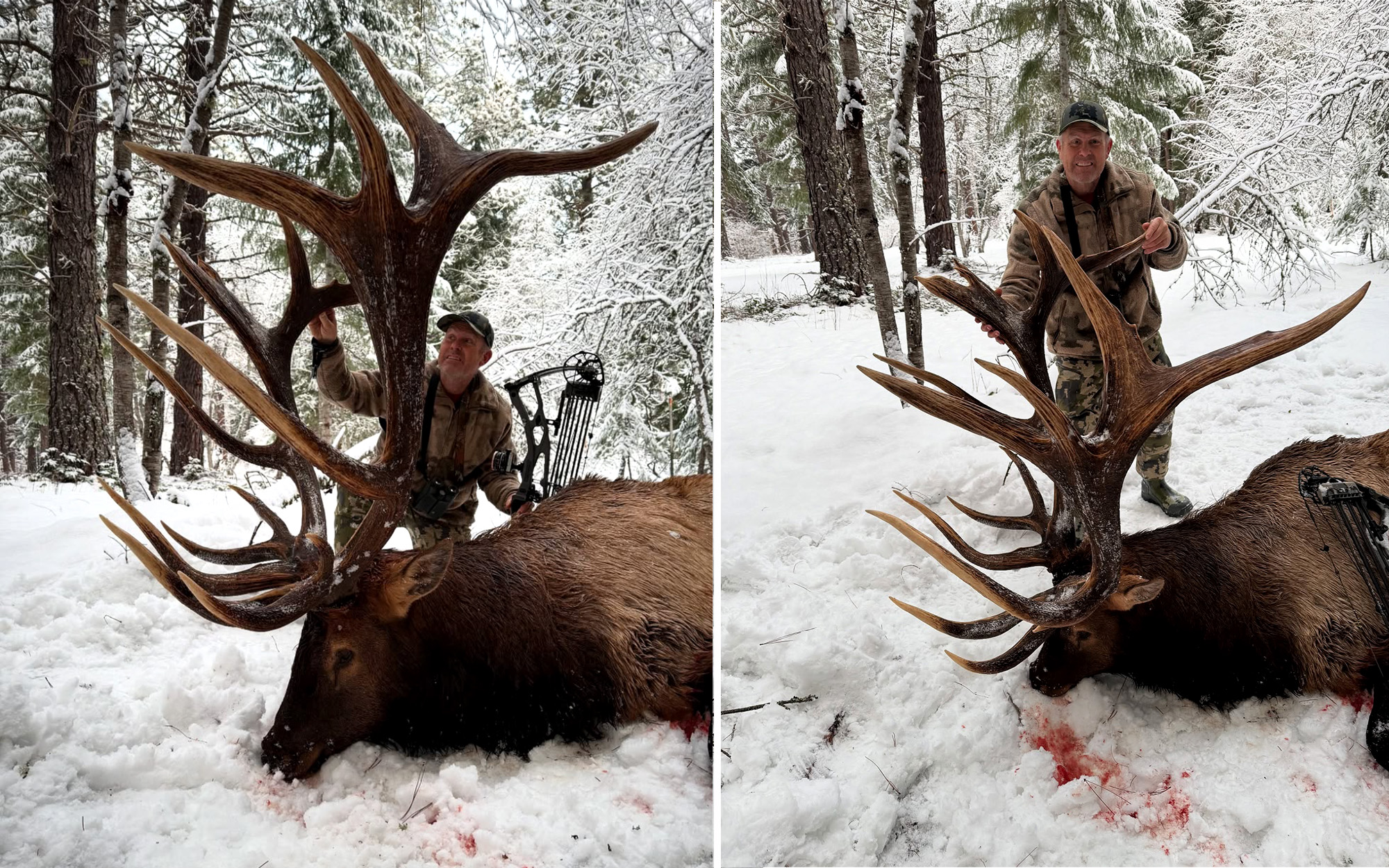 A bowhunter with a giant Rocky Mountain bull elk.