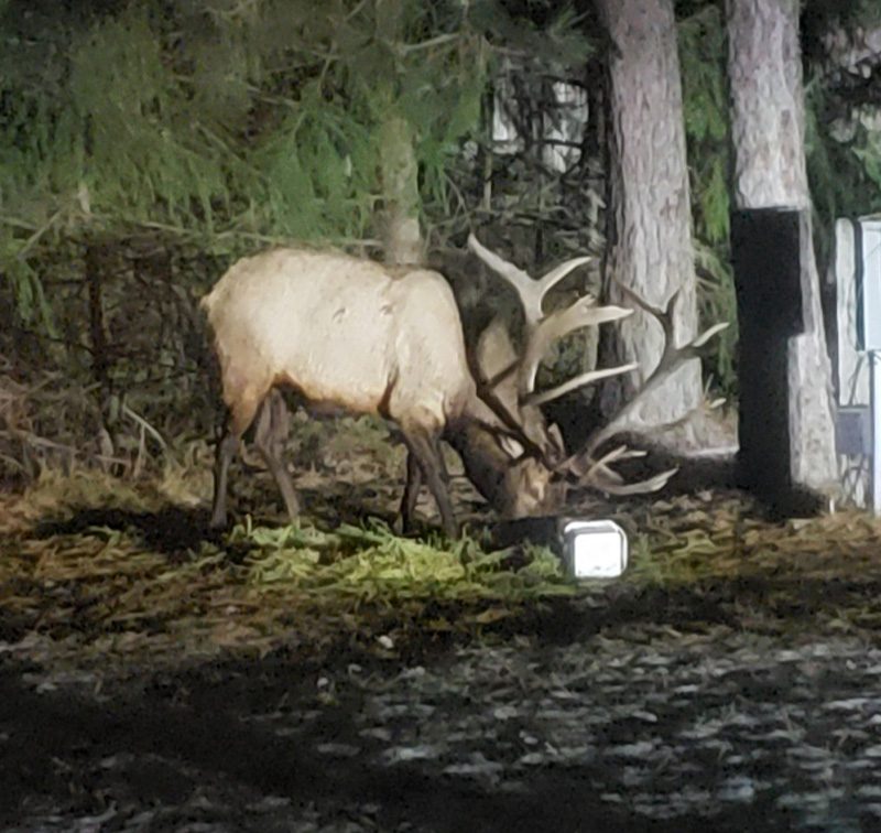 A bull elk eats out of a bucket in someone's backyard.