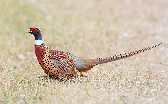 The ring-necked pheasants’ unlikely journey to becoming an Iowa icon – Outdoor News