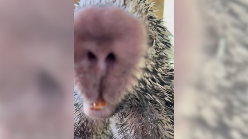 This Porcupine Hugging the Camera Will Make Your Day Better