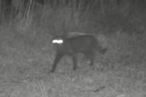 Trail Cam Captures Mystery Animal in Florida—What Is It?