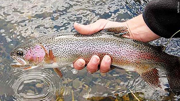 Trout by the thousands – spring season in Illinois opens April 5 – Outdoor News