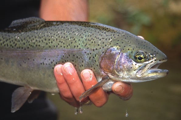 Trout stocking in northeast Iowa streams starts March 31 – Outdoor News