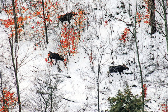 Vermont Fish and Wildlife proposes 180 moose hunting permits in efforts to limit impact of winter ticks – Outdoor News