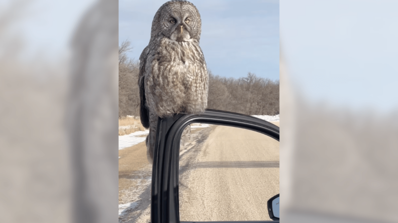 Viral Video: Owl Makes Lady’s Year by Landing on Her Car Door