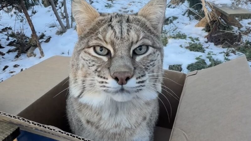 Viral Video Shows Bobcat Going Bananas Over a Box