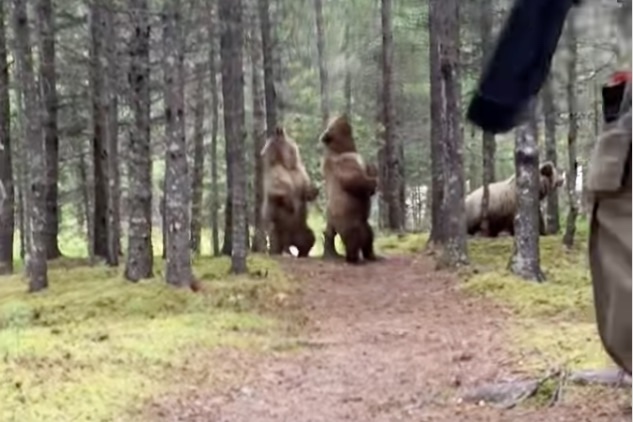 Viral Video: Young Grizzly Bears Show off for Hikers in Alaska