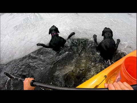 Watch a Kayak Fisherman Save Two Dogs from Drowning in an Icy River