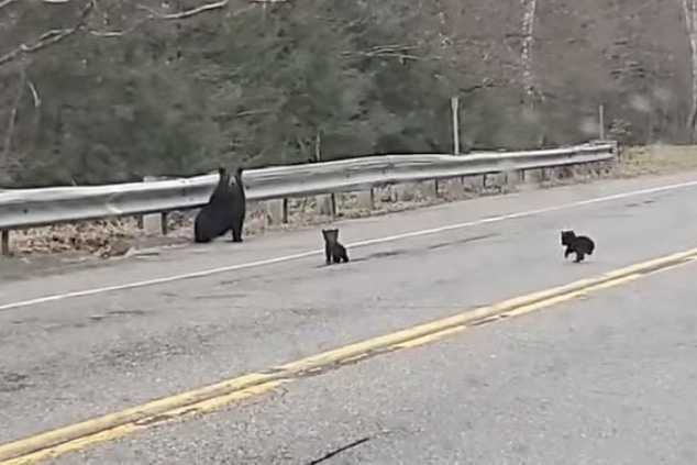 WATCH: Adorable Bear Cubs Cross the Road to Reach Mom