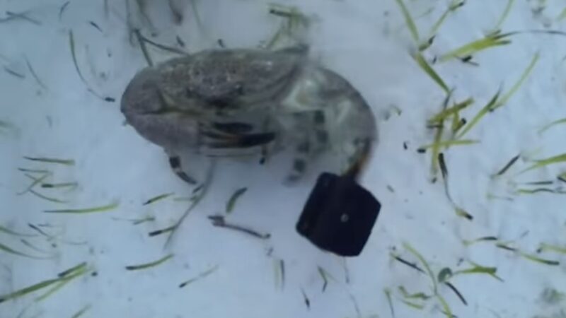 WATCH: Crab Steals Diver’s Camera and Takes It for a Ride