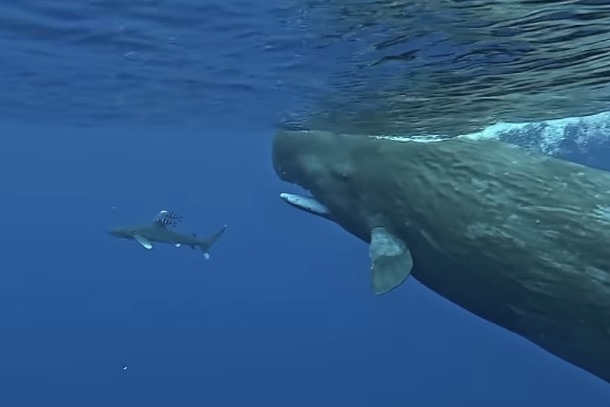 WATCH: Did These Sperm Whales Protect a Diver From a Shark?