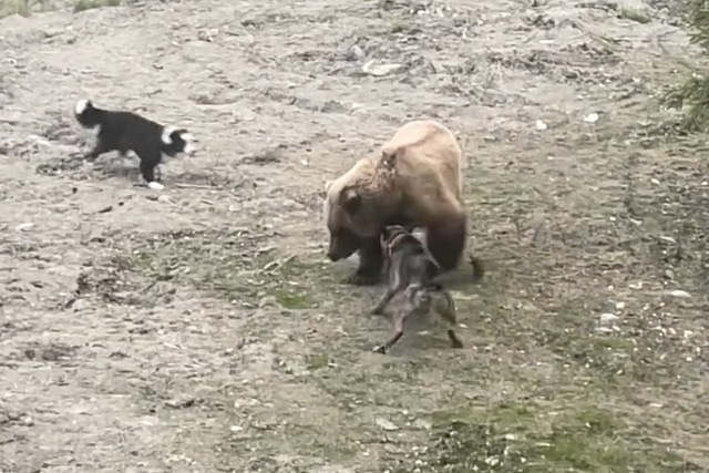 WATCH: Dogs Take on Massive Brown Bear in Alaska