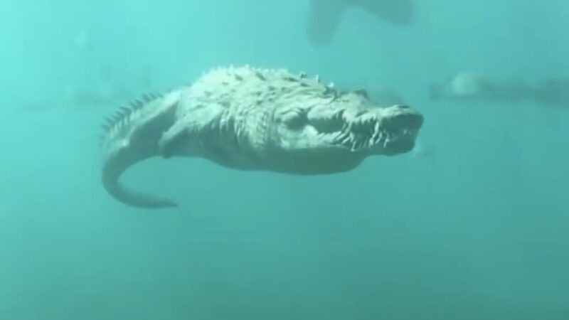 WATCH: Eerie Footage of a Crocodile Swimming Underwater