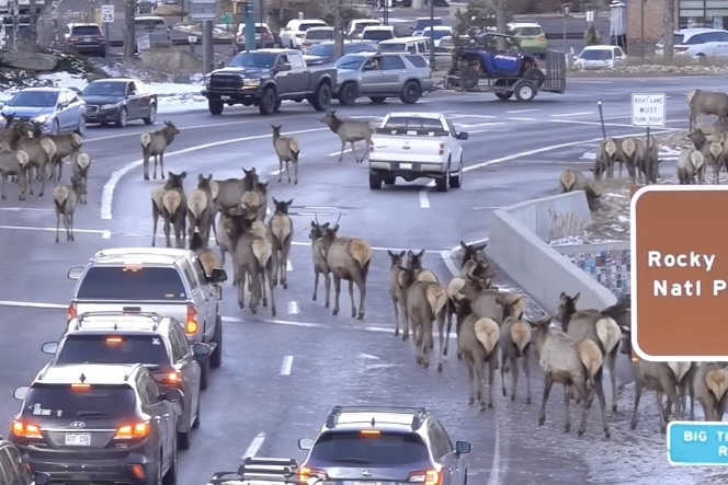 WATCH: Massive Elk Herd Crosses the Road in Colorado