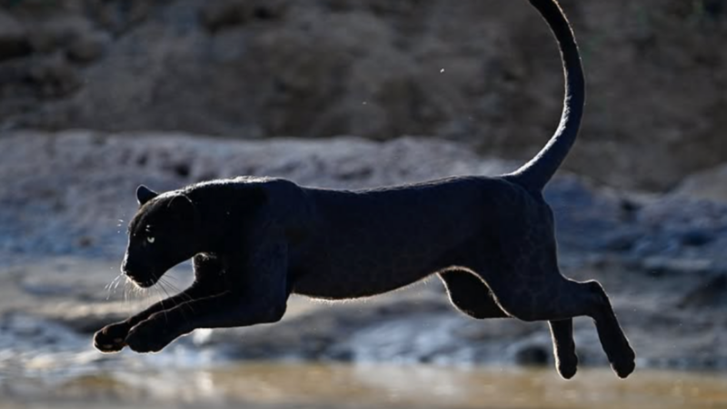 WATCH: Photographer Captures Rare Black Leopard Leaping