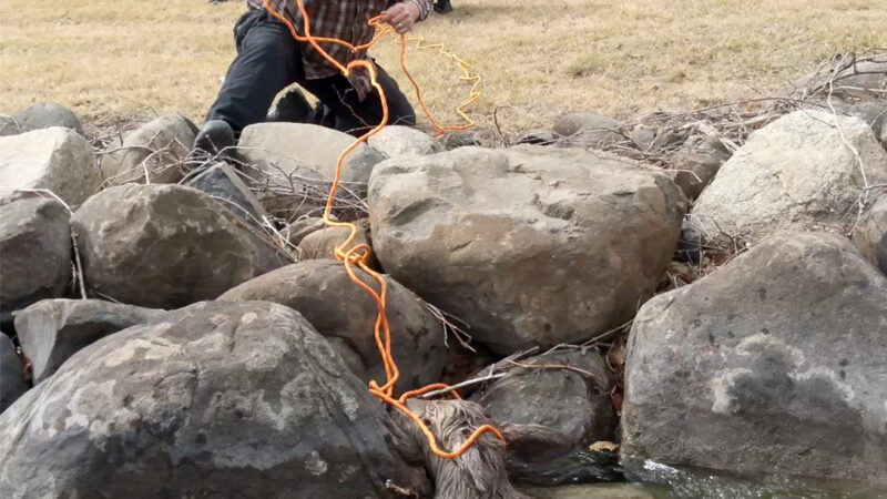 Watch Police Use a Drone to Rescue a Doe and Two Fawns from an Icy Lake