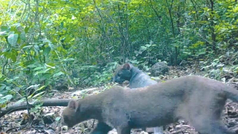 WATCH: Rare Jaguarundi Pair Captured on Trail Cam in Honduras