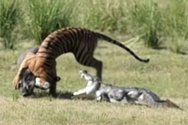 WATCH: Tiger vs. Wild Boar, But Then There’s Also That Crocodile