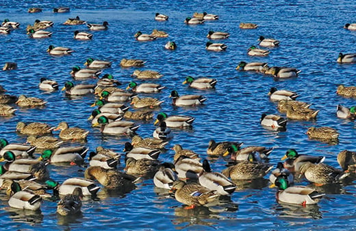 Wetland conditions poor as ducks approach Minnesota, Dakotas this spring – Outdoor News